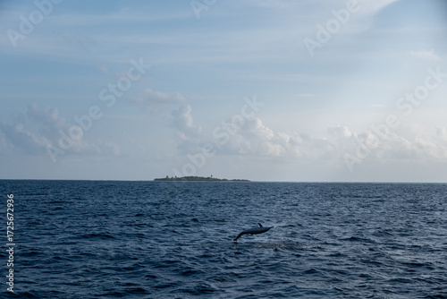 Dolphin jumping in the distance over tropical ocean, vacation travel seascape