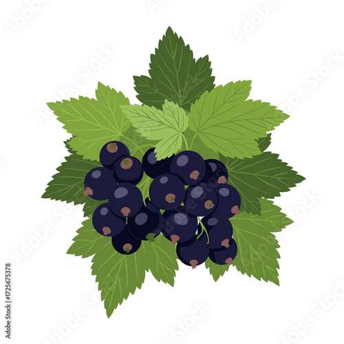A detailed illustration of fresh blackcurrants with vibrant green leaves.