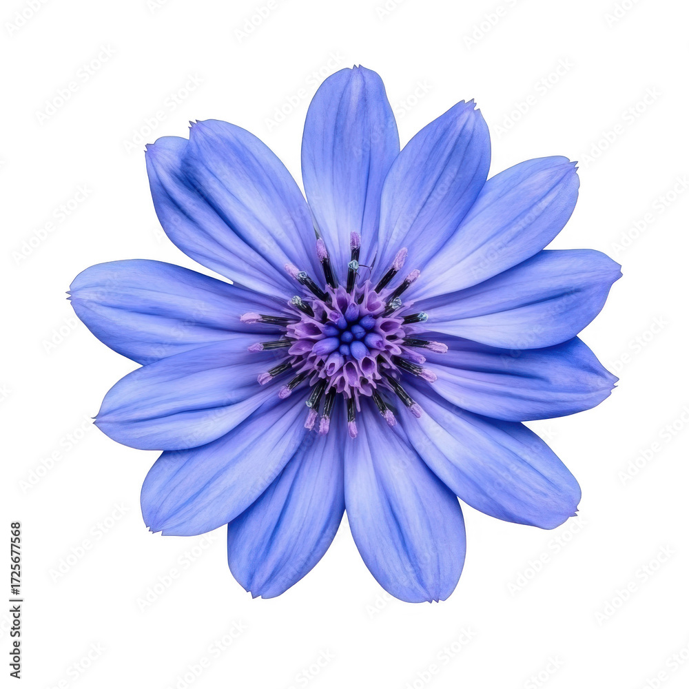 Obraz premium A purple water lily bloom intricate petal details against a clean white background. ideal for nature-themed designs and floral arrangements