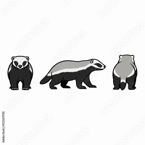 Cute European Badger Illustrations Set Wildlife Animal Poses Vector