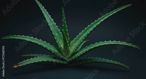 Aloe vera plant, dark background
