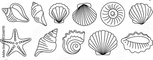 Collection of seashells and starfish outline drawings, ocean marine shells, sea snail, clam, scallop, spiral shell, beach elements