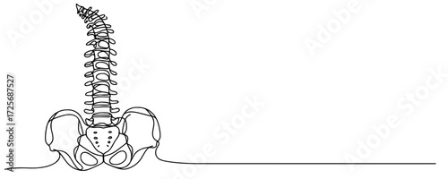 Minimalist Anatomy of the Vertebral Column and Pelvis, A continuous line drawing of the human spine and pelvic structure, featuring the vertebral column from cervical