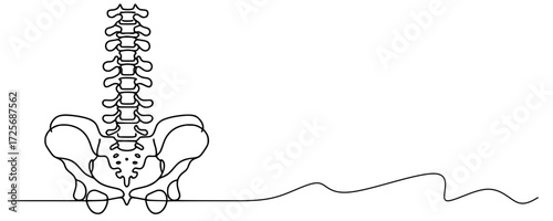 Spinal Axis: Minimalist Anatomy of the Vertebral Column and Pelvis, A continuous line drawing of the human spine and pelvic structure, featuring the vertebral column from cervical to sacral regions an