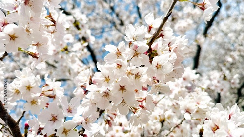 cherry blossom in spring