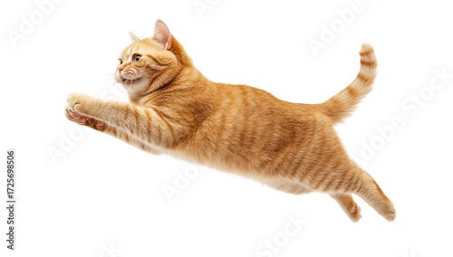 A playful orange tabby cat leaps gracefully through the air against a pure white background. capturing a moment of joy and energy. perfect for pet-themed content or animal photography