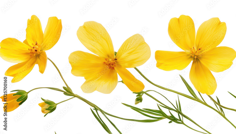 Fototapeta premium A arrangement of yellow wildflowers delicate petals and green stems. set against a clean white background. perfect for nature-themed projects or floral design inspiration