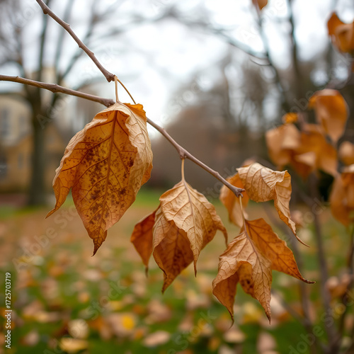 Dried Up Fall Leaves professional photography