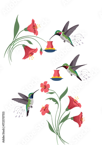 Tiny hummingbirds drink nectar from colorful feeders surrounded by beautiful blooming red flowers.