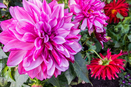 Wallpaper Mural dahlia pink in a home garden. macro flower close-up. wide angle. macro Torontodigital.ca