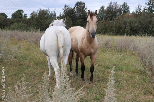 Horses in meadow