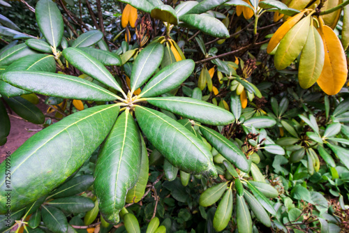 green leaves of a rhododendron. macro photo of a flower in close-up. wide angle of view. macro landscape. free space. space for text. early autumn