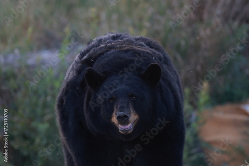 Big black bear