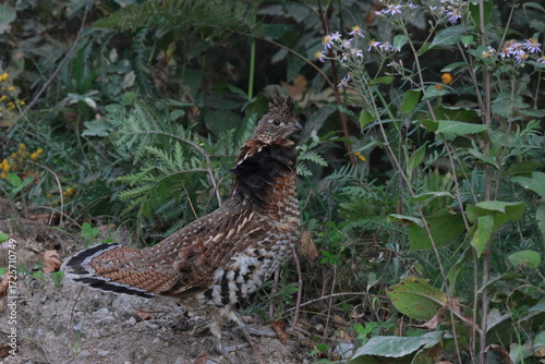 Ruffed Grouse