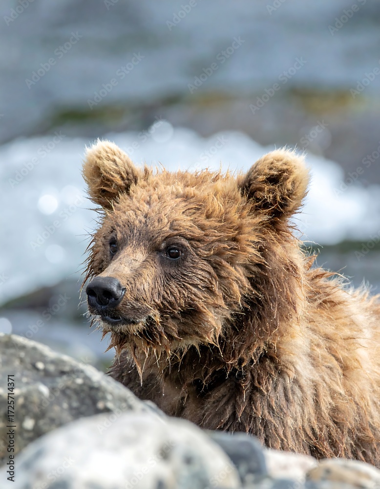 Fototapeta premium Close-up of a young bear by the water