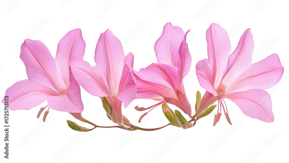 Fototapeta premium A stunning arrangement of pink flowers their delicate petals and intricate details against a clean white background. perfect for floral-themed designs or nature-inspired content