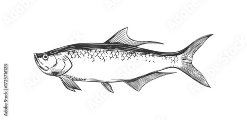 rough sketch tarpon fish black and white drawing illustration.  silver king fish.