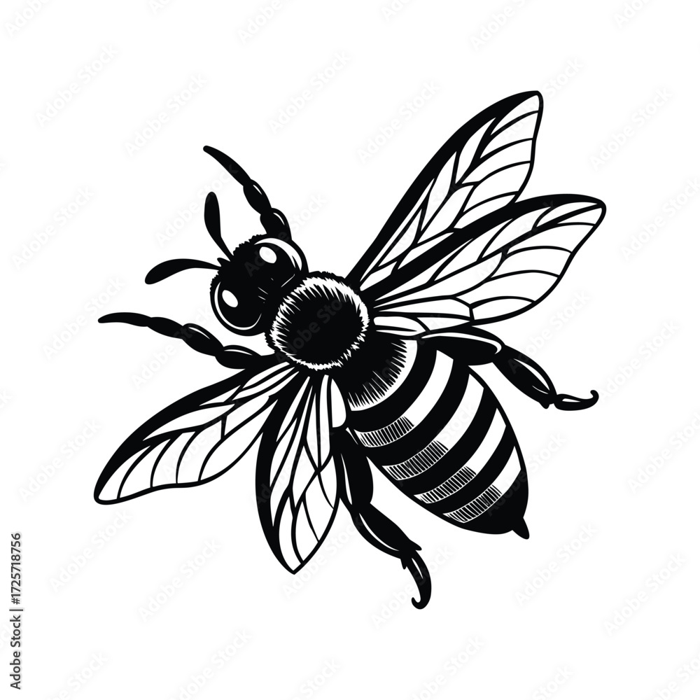 Obraz premium Black and white illustration of a honey bee insect