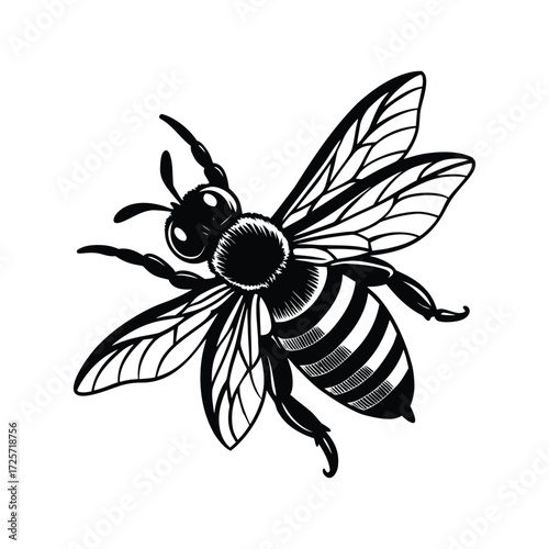 Black and white illustration of a honey bee insect