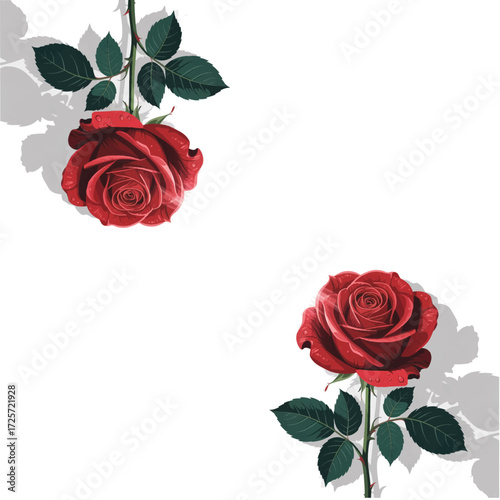 red roses on white background