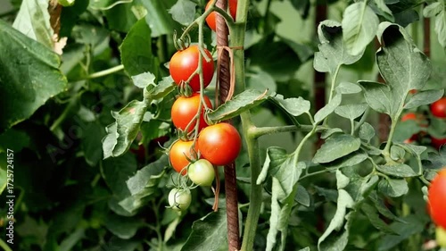 A blurred image of orange tomatoes growing among green leaves in a garden