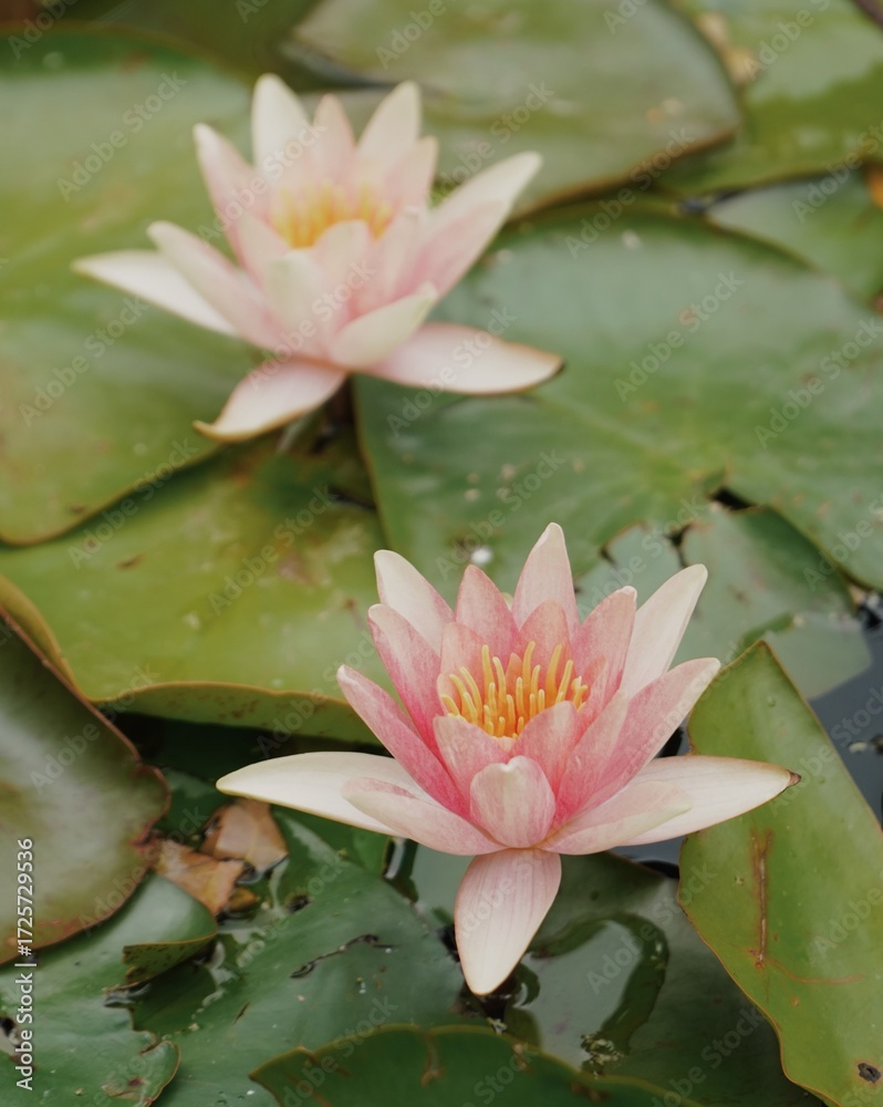 Fototapeta premium Processed with VSCO with j6 preset