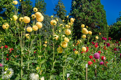 Tacoma Park Dahlia Garden 3