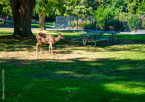 Tacoma Park Deer