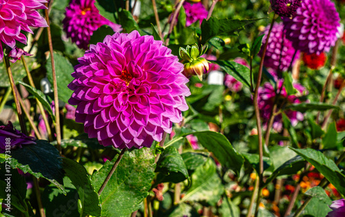 Tacoma Park Dahlia Garden Close-up 6