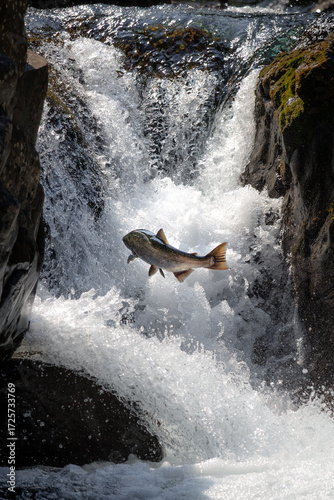 Salmon leap Sol Duc Falls Olympic National Park Washington river fish jump upstream waterfall wildlife nature Pacific Northwest travel scene stream cascade outdoor rocky splash PNW forest fishing