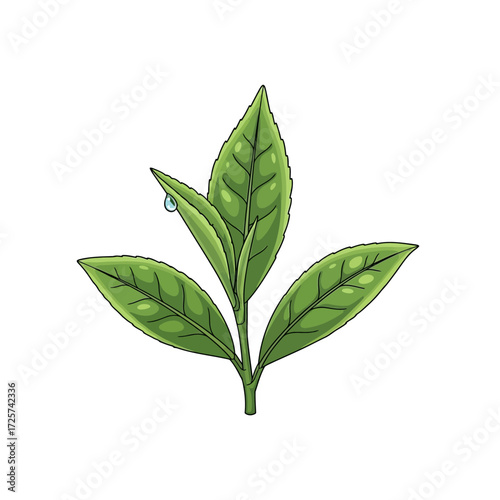 Fresh green tea leaves with a dew drop, detailed illustration.