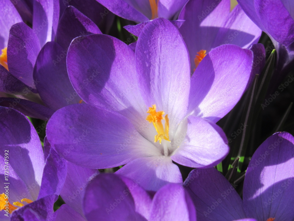Naklejka premium Fioletowe krokusy skąpane w promieniach słońca
