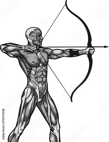 Anatomical illustration of an archer drawing a bow, muscles visible.