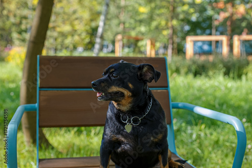 The terrier. A portrait of a funny little dog resting on a bench in a nature park.