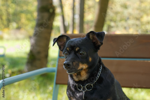 The terrier. Portrait of a funny little dog sitting on a park bench. A pet.