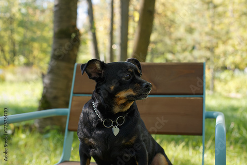 The terrier. Portrait of a funny little dog sitting on a park bench. A pet.