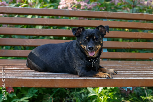 The terrier. A portrait of a funny purebred dog lying on a park bench. A pet.