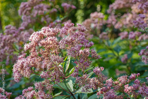 Eupatorium is a perennial plant of the Asteraceae family. An ornamental flowering plant.