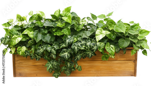 A wooden planter overflowing with lush green ivy and pothos plants. a healthy indoor garden that enhances the aesthetic of any living space