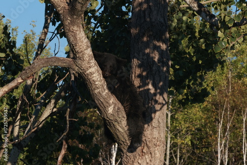 Sleeping Black Bear Cub