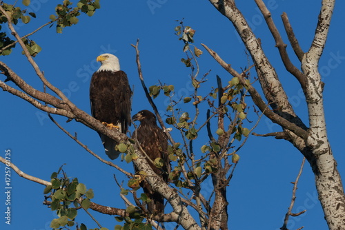 Eagle's on branch