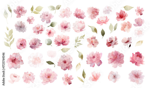 PrintLarge set of soft pink watercolor vector flowers with roses peonies asters and abstract blossoms in delicate transparent floral style for creative design projects
