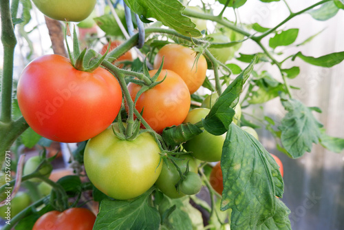 A cluster of red and green tomatoes in a farm greenhouse. The concept of agriculture. Growing and caring for vegetables at home