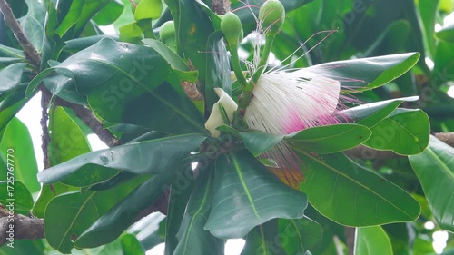 Barringtonia asiatica, known variously as fish poison tree. Blooms and fruiting. Vietnam coastlines, beaches, coastal forests, seeds dispersed by ocean currents, highly toxic (seeds as a fish poison