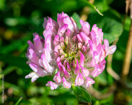 Fotografia Fleur dans le champ