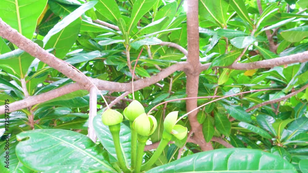 Barringtonia asiatica, known variously as fish poison tree. Blooms and ...