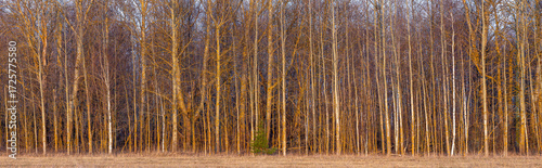 A mass of trees, a mixed forest on the horizon