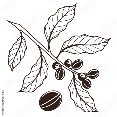 Coffee branch with beans and leaves Botanical illustration Line art drawing Simple design Isolated on white background