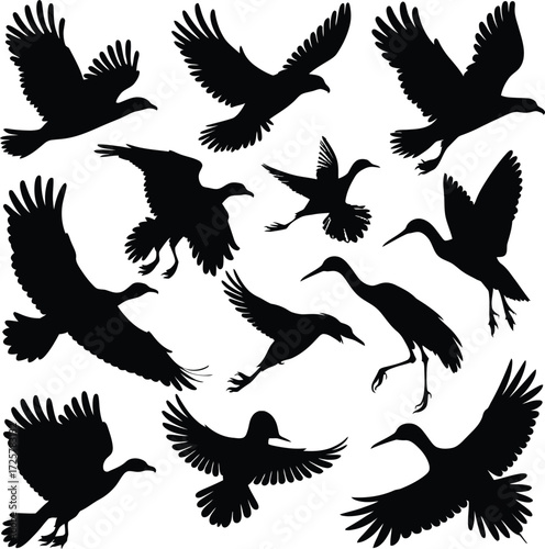 Vector art of silhouette of various birds flying, including ducks, geese, herons, and other waterfowl in different poses and angles