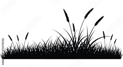 Wild grasses and reeds presented in a striking black and white silhouette